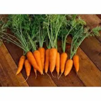 Frozen Carrot (20)-8135159-20759.webp